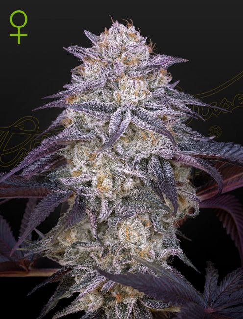 King's Juice Auto Feminised Seeds - 10