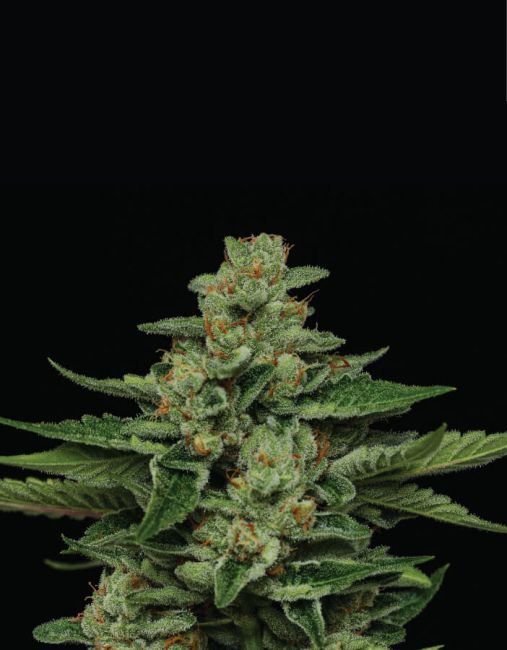 Fortune Cookie Feminised Seeds - 5