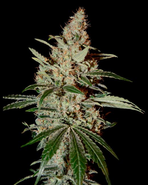 Chem Dog Feminised Seeds - 5