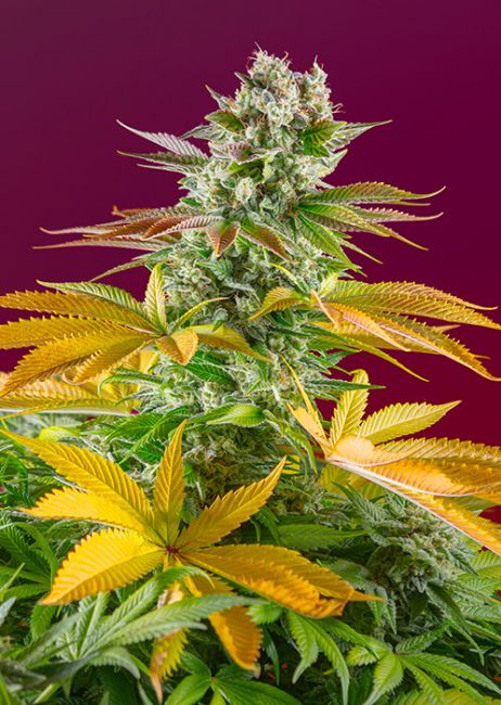 Gorilla Girl F1 FAST Feminised Seeds - 3