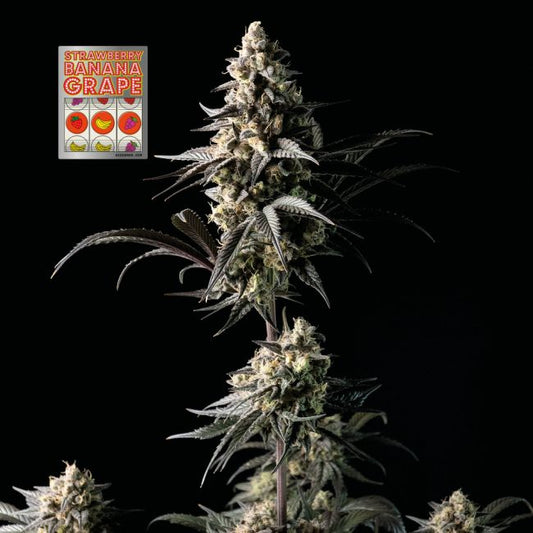 Strawberry Banana Grape Feminised Seeds - 3