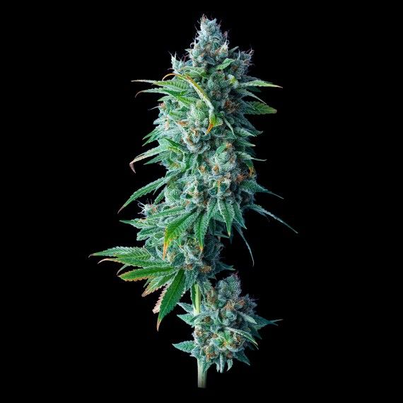 24K Gold Feminised Seeds - 3