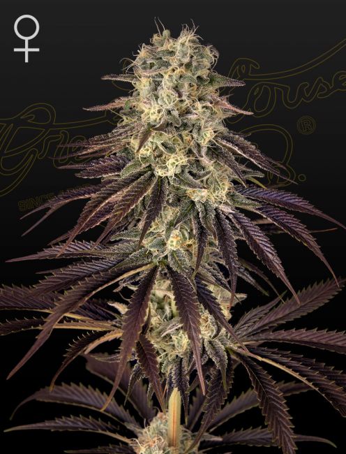 Kong's Krush Feminised Seeds - 10