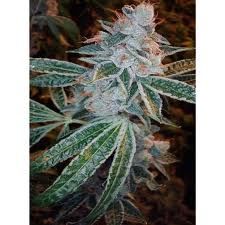 Lemon OG Kush Feminised Seeds - 3