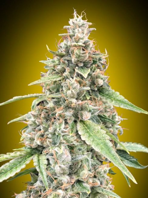 Lemon OG Auto Feminised Seeds - 5