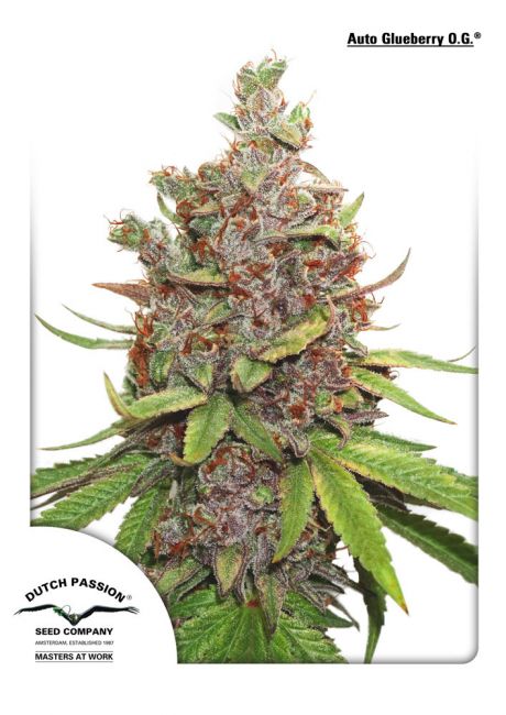 Glueberry O.G. Auto Feminised Seeds - 3