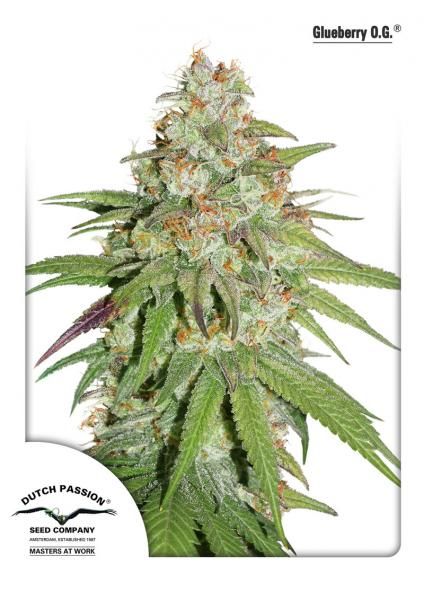 Glueberry O.G. Feminised Seeds - 5