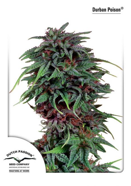 Durban Poison Feminised Seeds - 5