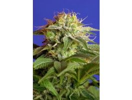 Green Poison F1 FAST Version Feminised Seeds - 3