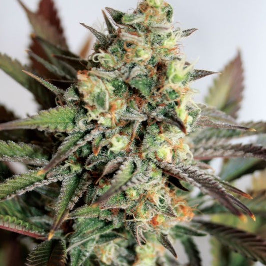 Girl Scout Cookies Feminised Seeds - 5