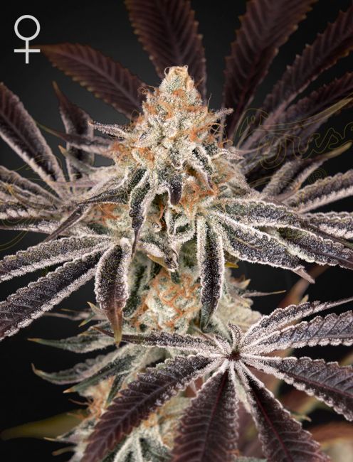 Dark Phoenix Feminised Seeds - 10