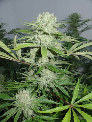 Cannalope Haze Feminised Seeds - 3