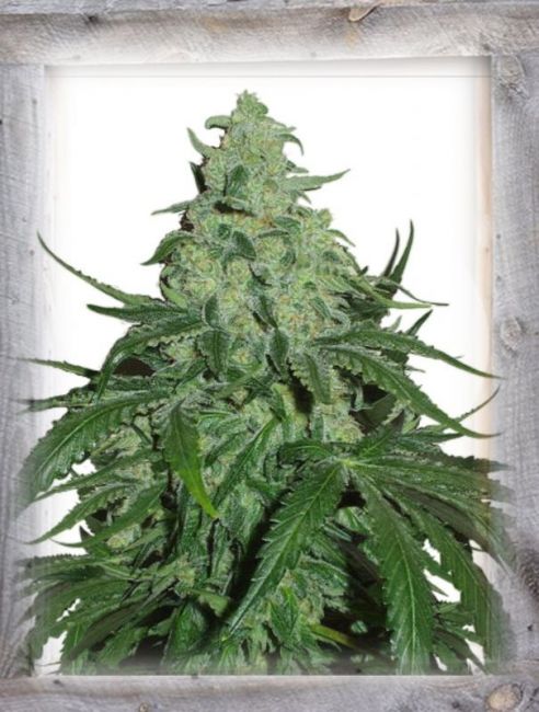 Super Skunk Auto Feminised Seeds - 3