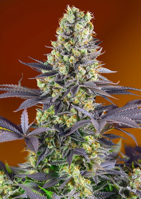 Sweet Zenzation (formerly Sweet Zkittlez) Feminised Seeds - 3