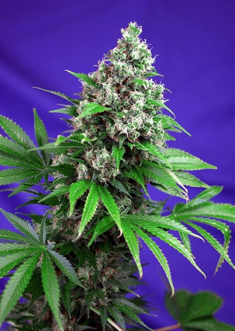 Killer Kush F1 FAST Version Feminised Seeds - 3