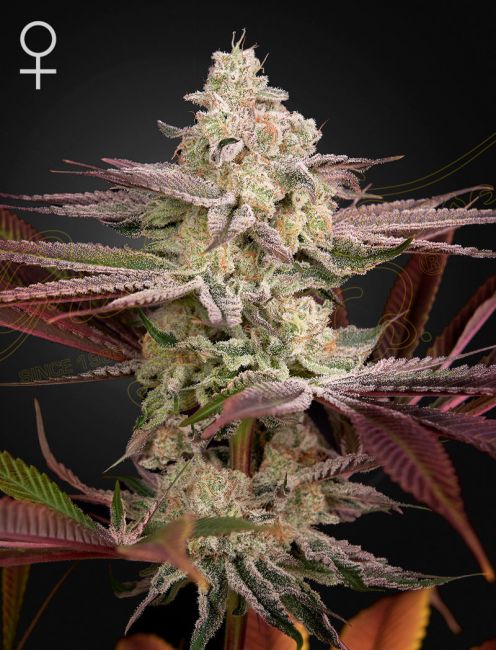 Chemical Bride Feminised Seeds - 10