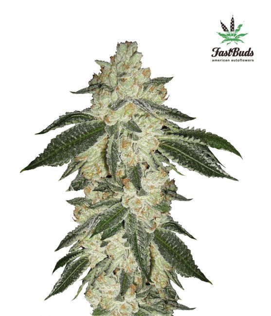 Green Crack Auto Feminised Seeds - 5