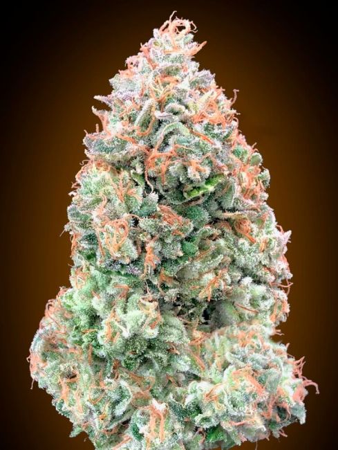 Chocolate Skunk XXL Auto Feminised Seeds - 5