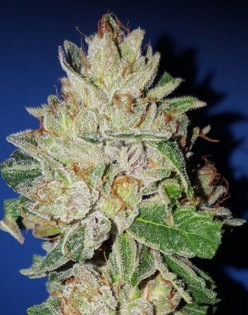 Violet Kush Feminised Seeds - 3