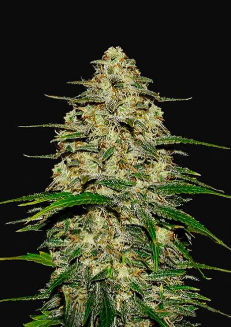 Wedding Cheesecake Auto Feminised Seeds - 3