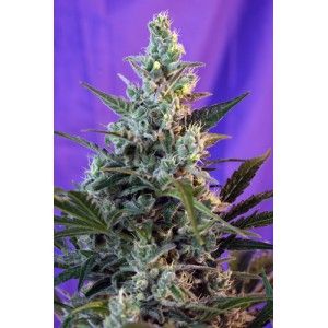 Sweet Skunk Auto Feminised Seeds - 3