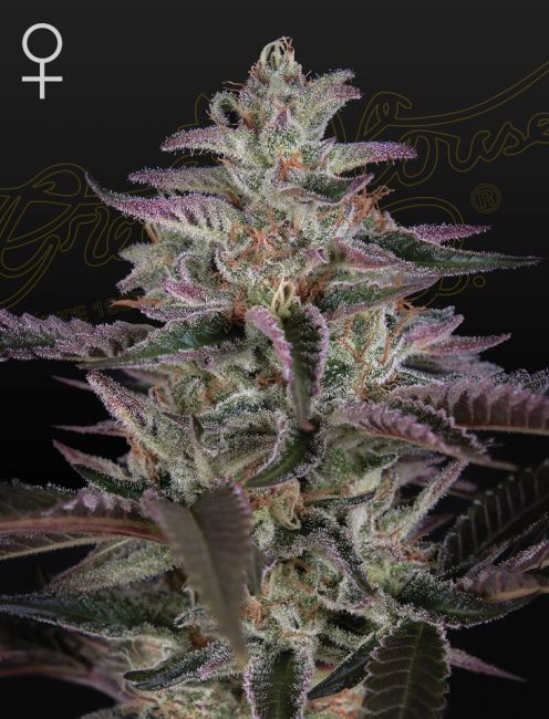 Banana Krumble Feminised Seeds - 10