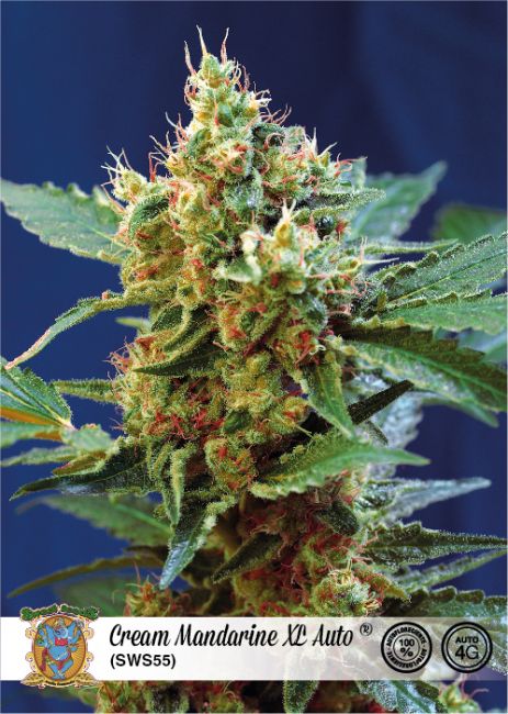 Cream Mandarine XL Auto Feminised Seeds - 3