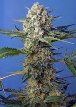 Crystal Candy F1 Fast Version Feminised Seeds - 3