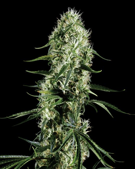 Super Silver Haze Feminised Seeds - 10