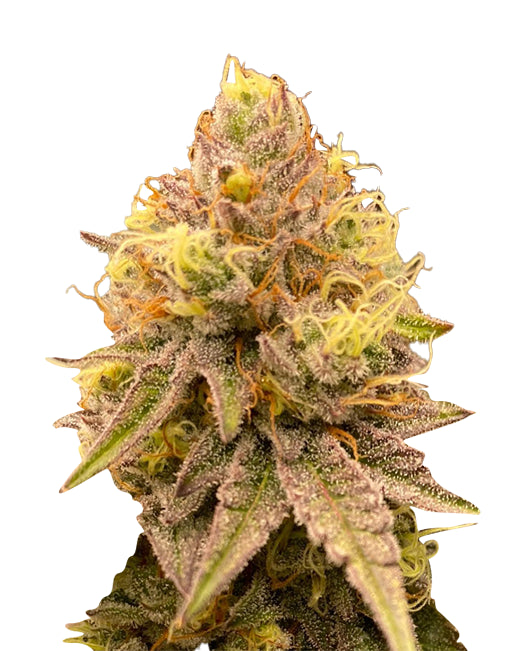 Pineapple Express Auto Feminised Seeds - 5