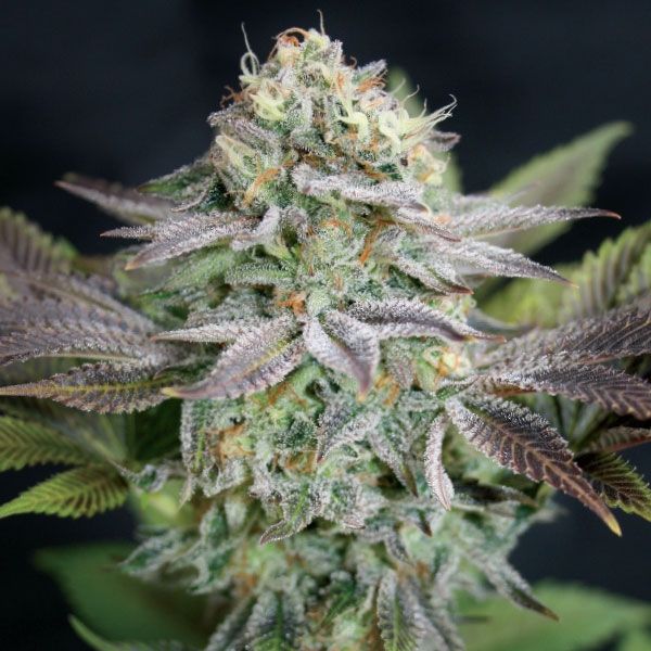 Blue Dream Feminised Seeds - 5