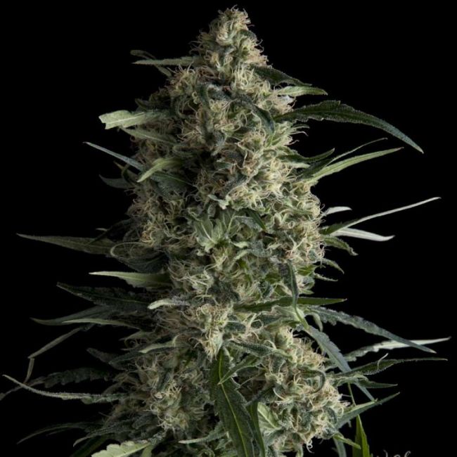 Galaxy Feminised Seeds - 5