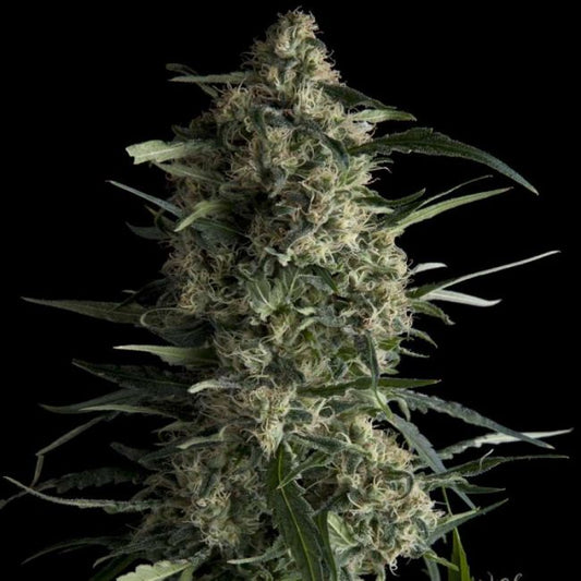 Galaxy Feminised Seeds - 5