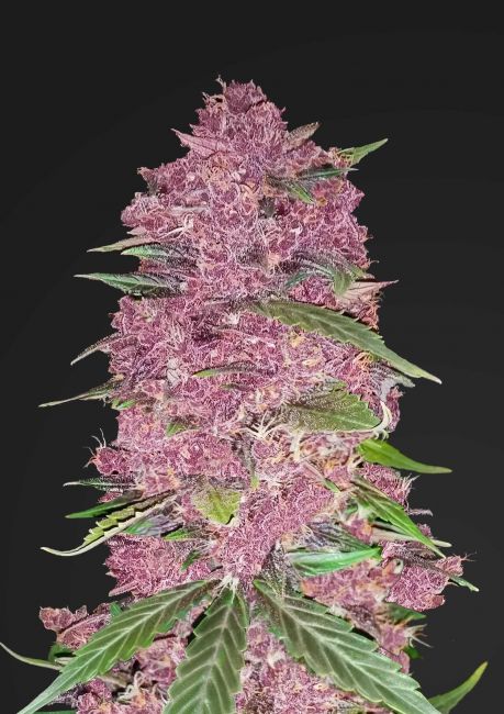 Purple Lemonade Auto Feminised Seeds - 5