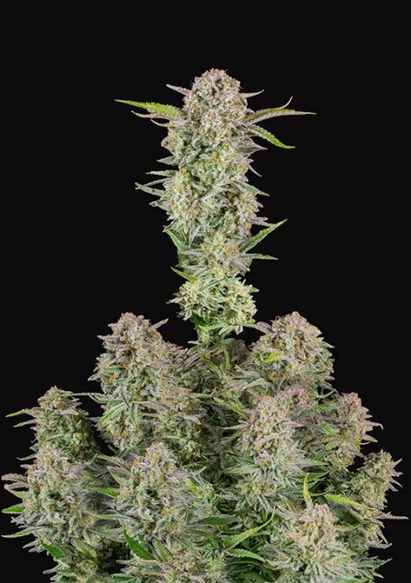 Bruce Banner Auto Feminised Seeds - 5