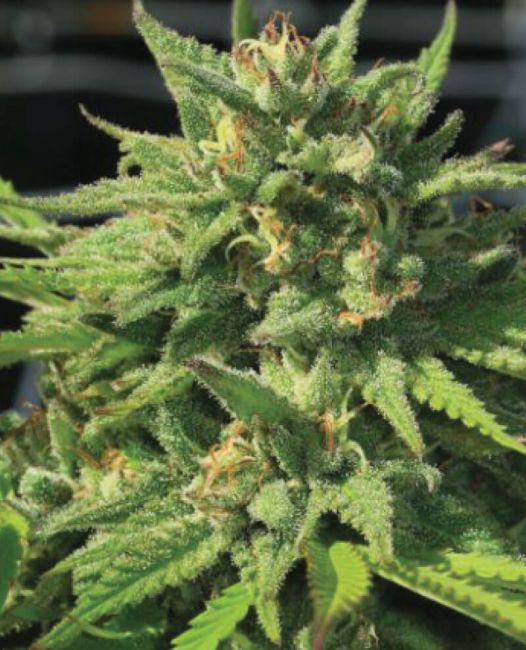 Bigfoot Glue Feminised Seeds - 5