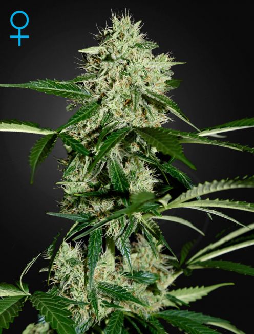 Northern Lights Auto Feminised Seeds - 10