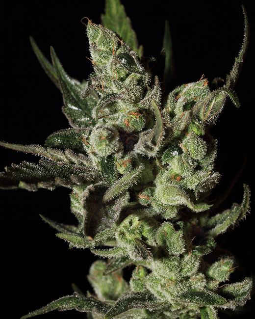 Exodus Cheese Feminised Seeds - 5