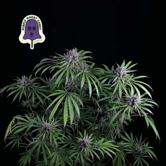 Purple Ghost Candy Feminised Seeds - 5