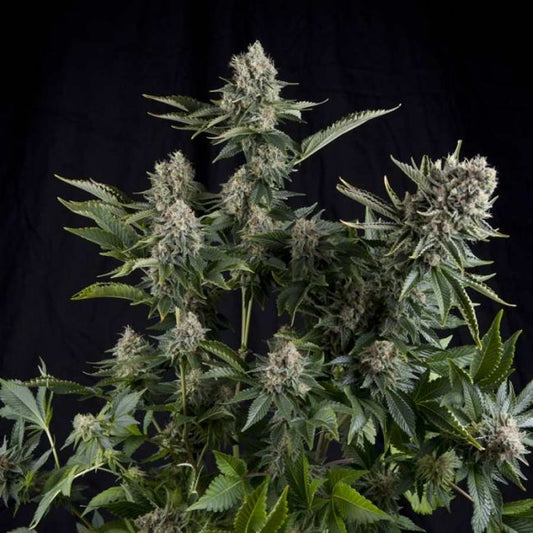 White Widow Feminised Seeds - 5