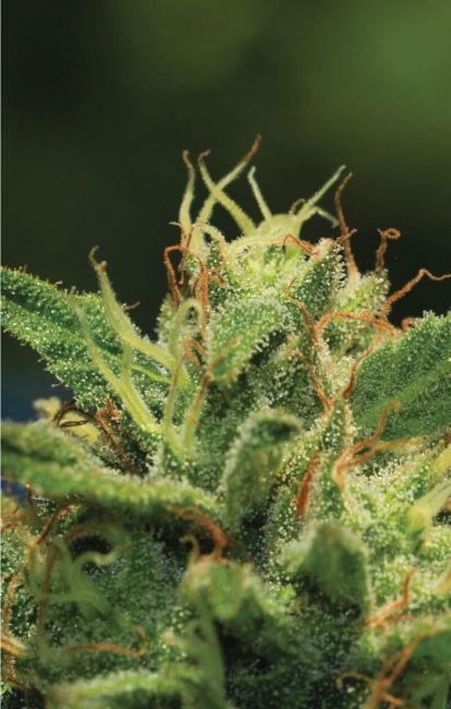 Humboldt Sour Diesel Feminised Seeds - 5