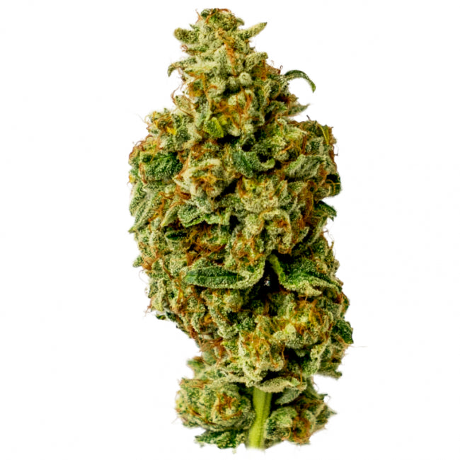 Wedding Tree Feminised Seeds - 5