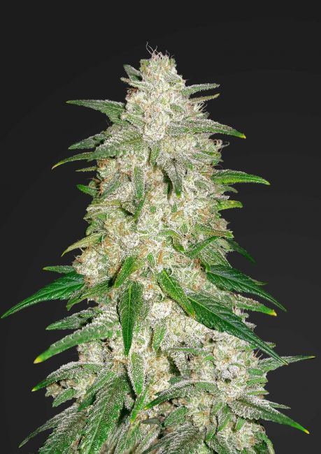 Gelato Auto Feminised Seeds - 5