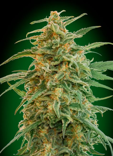 Gorilla Auto Feminised Seeds - 5