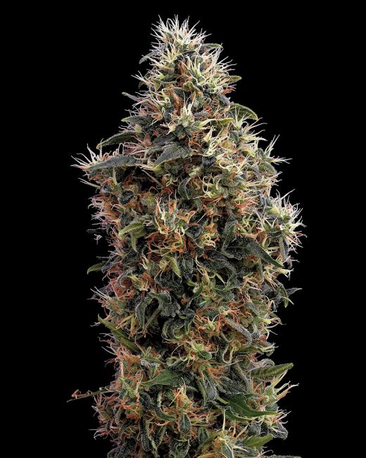 Sweet Mango AUTO Feminised Seeds - 3