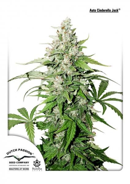 Cinderella Jack Auto Feminised Seeds - 3