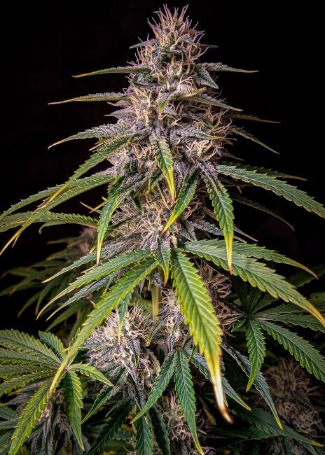 Alien Vs Triangle Auto Feminised Seeds - 3