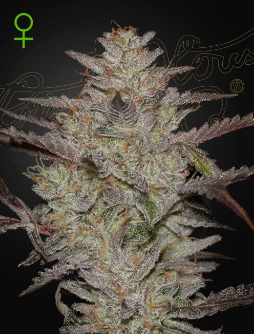 Alienz Auto Feminised Seeds - 10