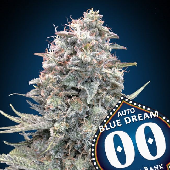 Blue Dream Auto Feminised Seeds - 5