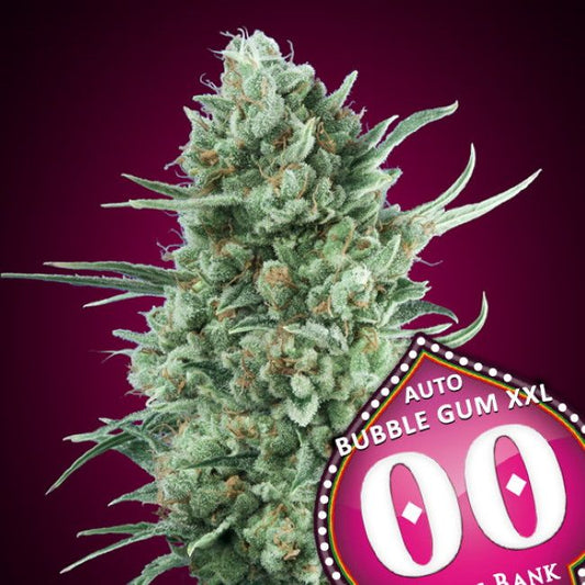 Bubble Gum XXL Auto Feminised Seeds - 5